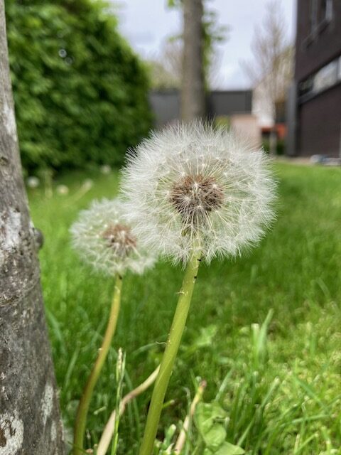bloemzaad